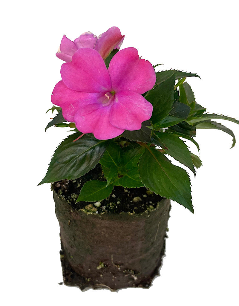 Sunpatiens 'Compact Hot Pink'