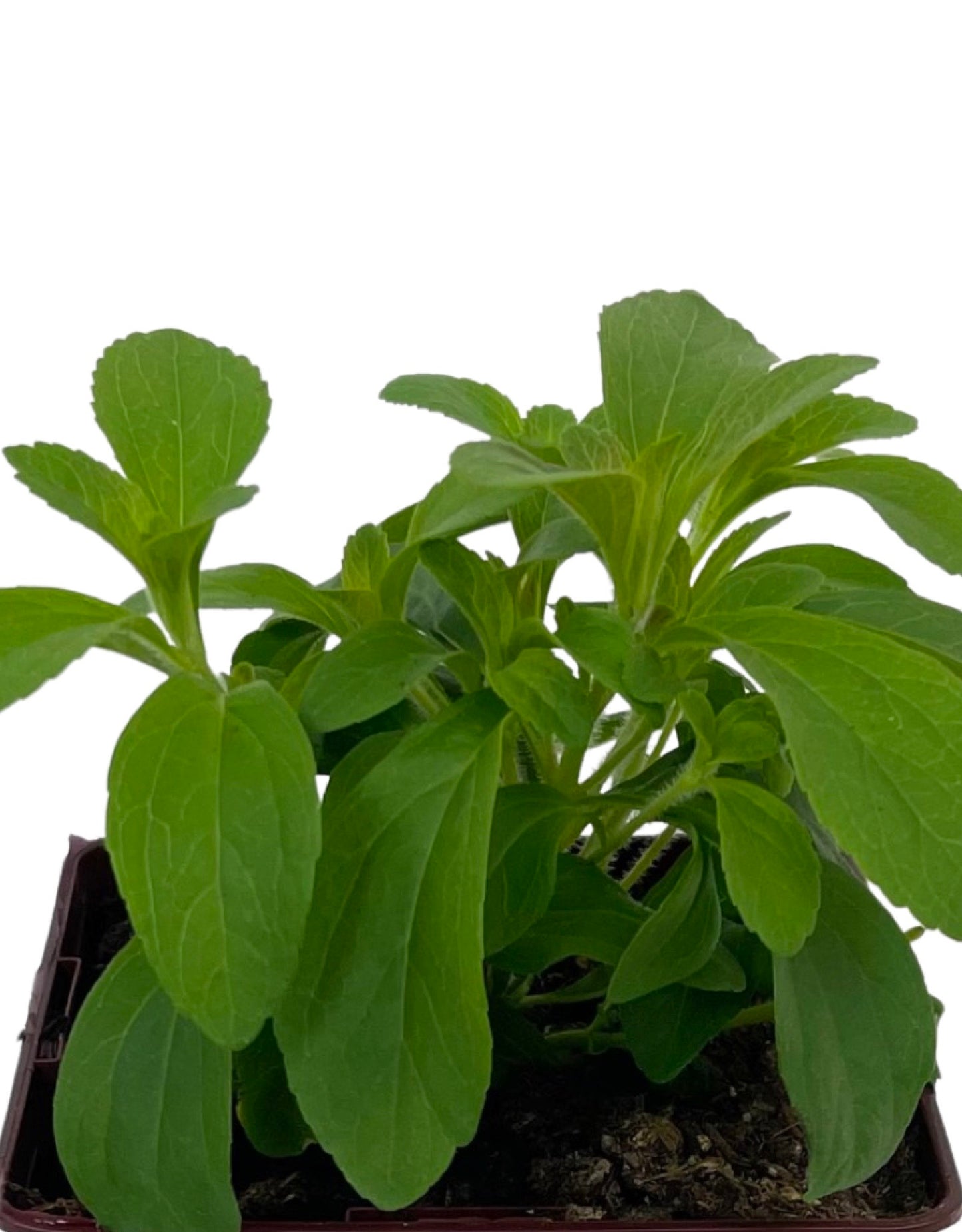 Stevia rebaudiana Quart