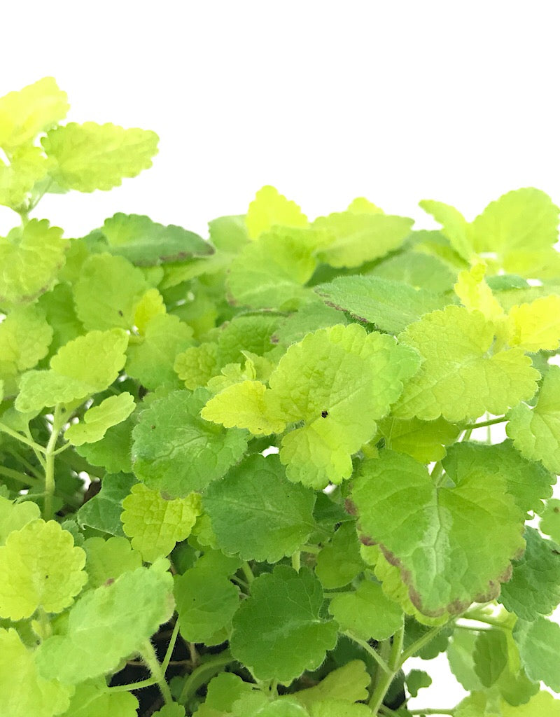 Lamium Maculatum 'Aurea' - 4 inch