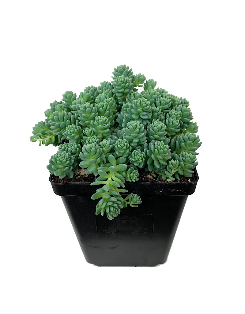 Sedum dasyphyllum 'Major' 4 Inch