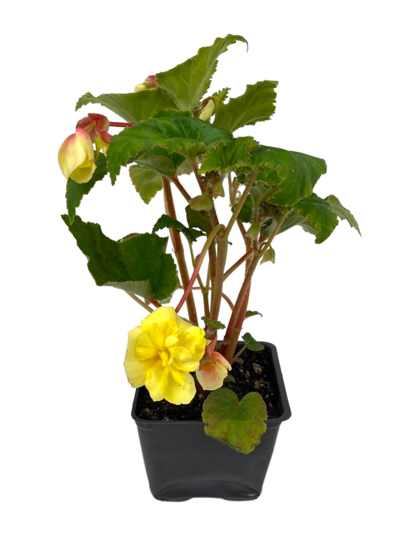 Begonia 'Illumination Lemon' 4 Inch