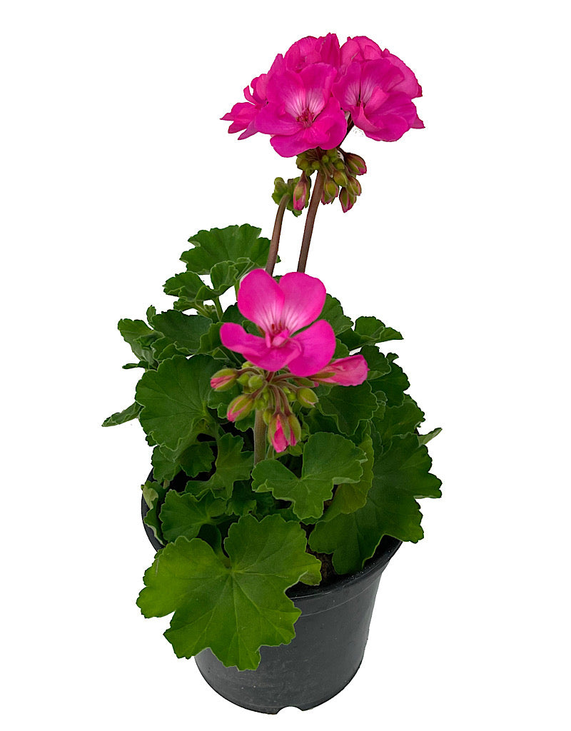 Geranium Zonal 'Fantasia Appleblossom' 5 Inch