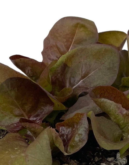 Lettuce 'Red Butter'