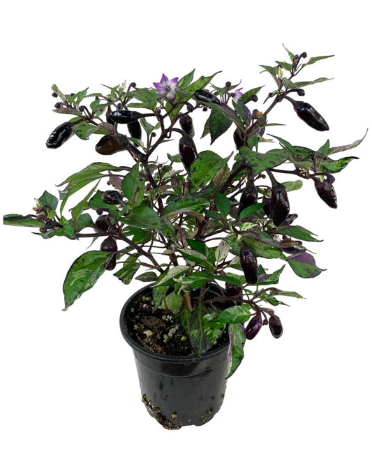 Capsicum annuum 'Calico' 4 Inch