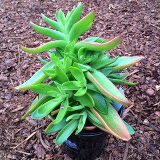 Crassula capitella 'Campfire'