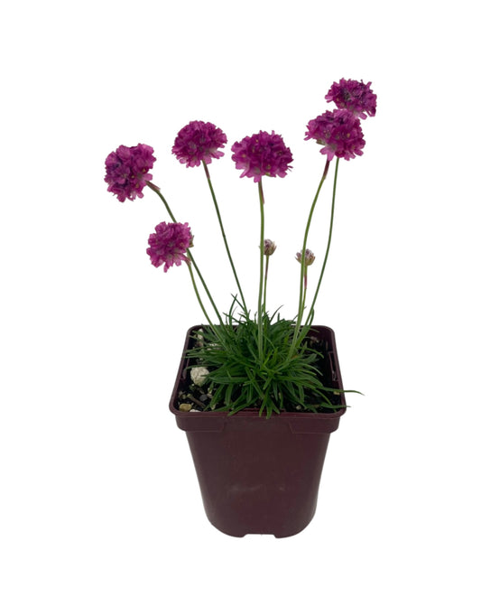 Armeria maritima 'Dusseldorf' 4 Inch