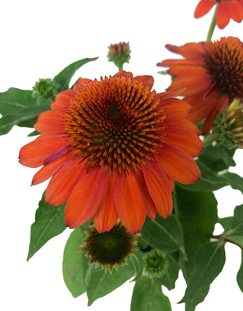 Echinacea purpurea 'Sombrero Adobe Orange' 1 Gallon