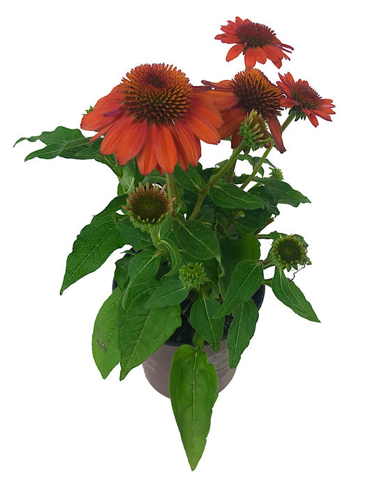 Echinacea purpurea 'Sombrero Adobe Orange' 1 Gallon