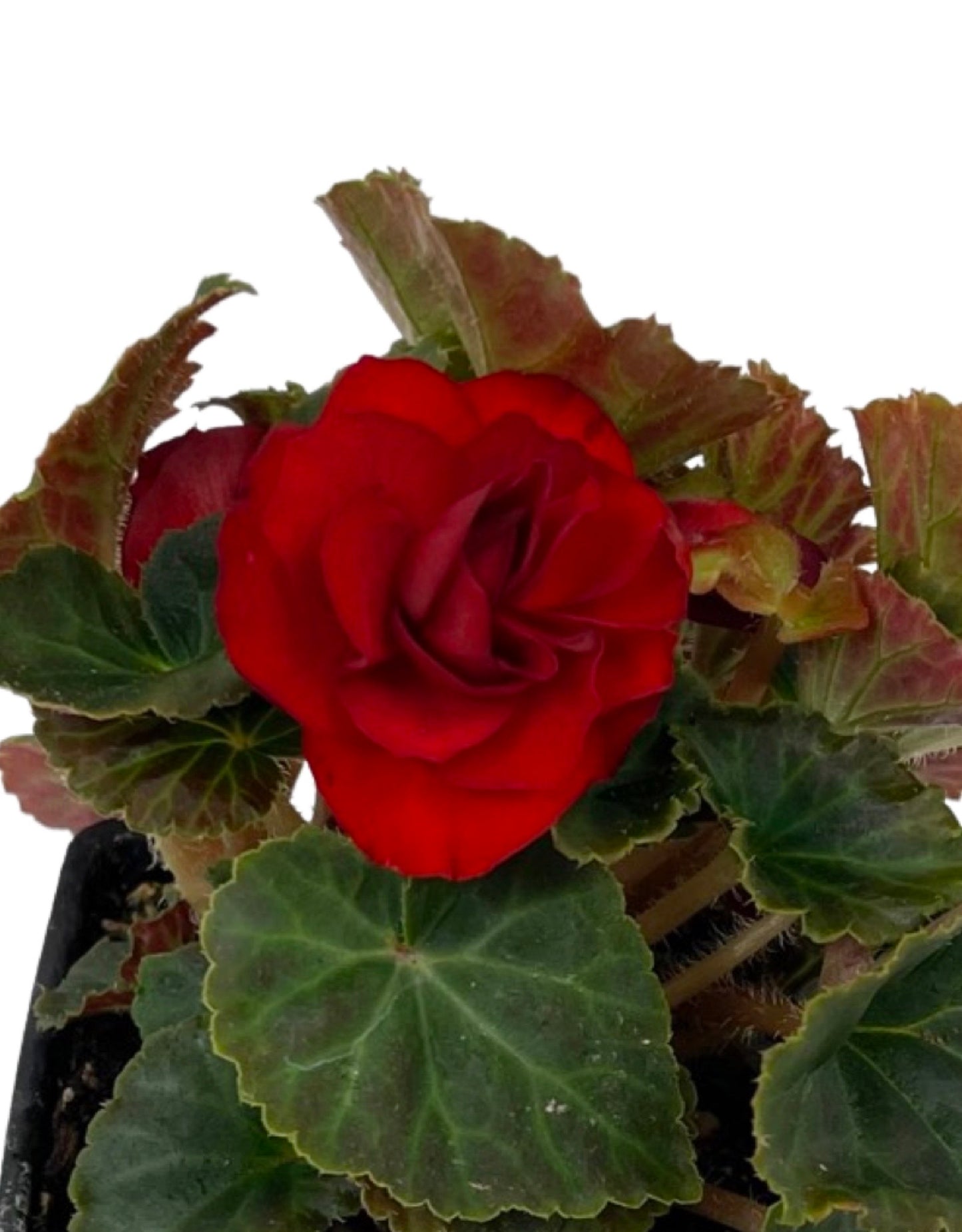 Begonia 'Nonstop Mocca Scarlet' 4 Inch