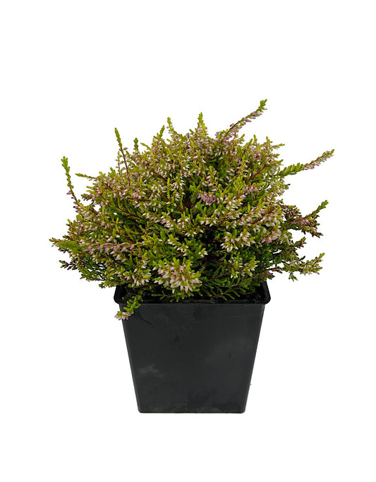 Calluna vulgaris 'Bonita' Quart