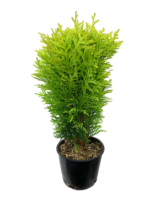 Thuja o. 'Autumn Moon' 4 Inch