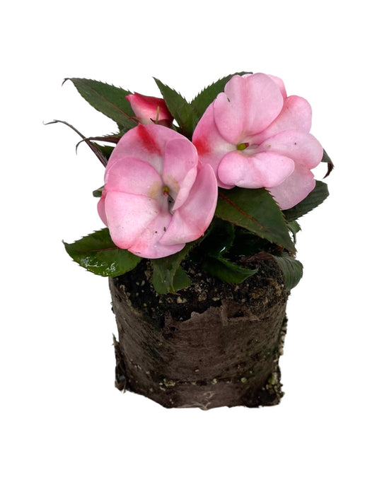 Sunpatiens  €˜Compact Pink Candy  4 Inch