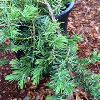 Juniperus conferta 'Blue Pacific' 1 gal