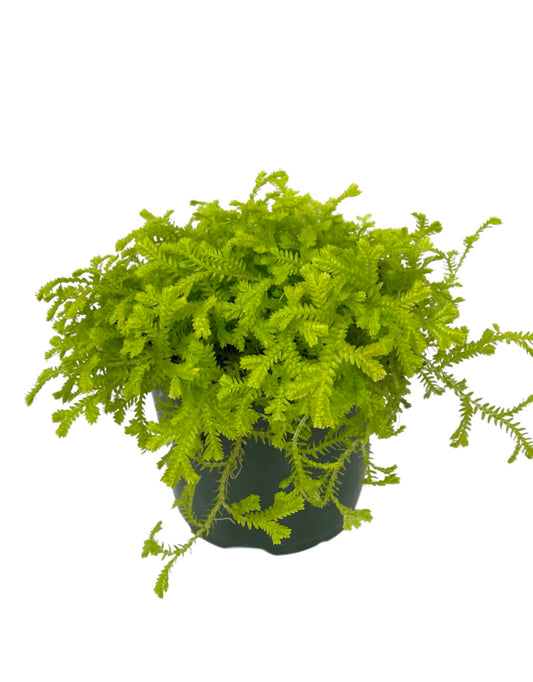 Selaginella kraussiana  ‘Aurea’