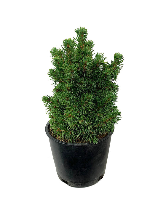 Picea glauca 'Humpty Dumpty' 4 Inch