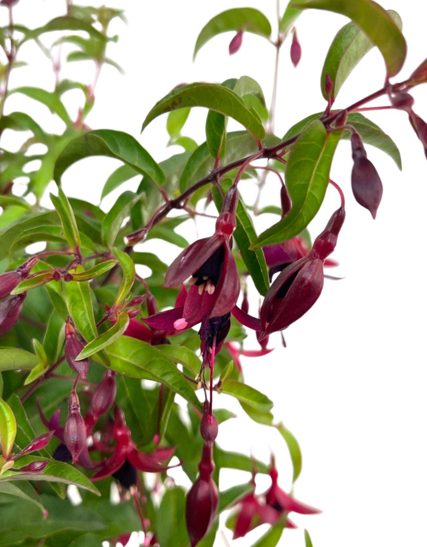 Fuchsia 'Dying Embers' 1 Gallon