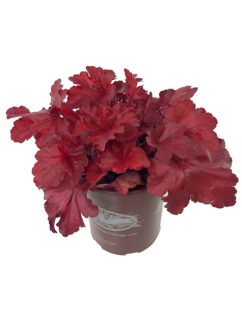 Heuchera 'Forever Red'