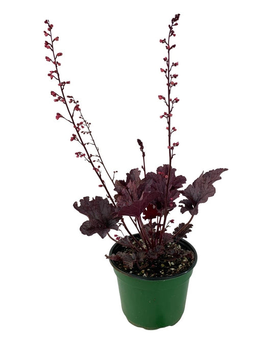 Heuchera 'Grape Timeless' 6 Inch