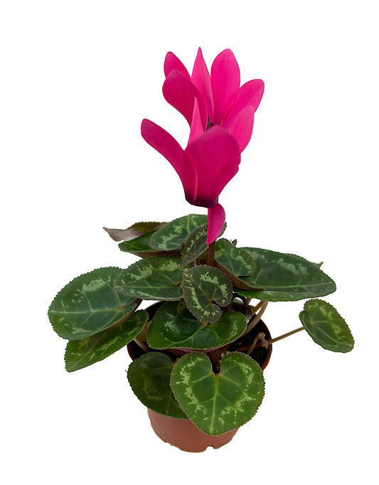 Cyclamen 2 Inch