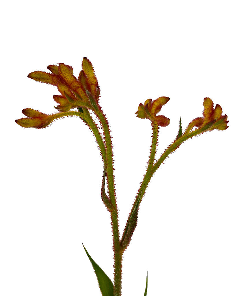 Anigozanthos 'Bush Tango' Quart