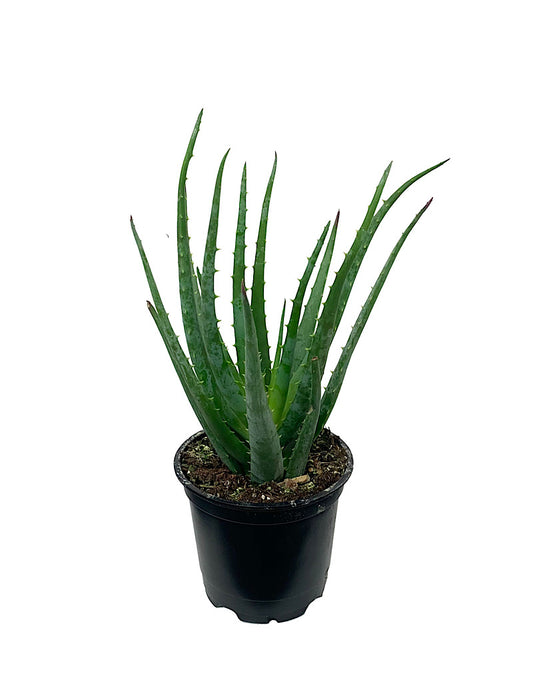 Aloe 'Blue Elf' 4 Inch