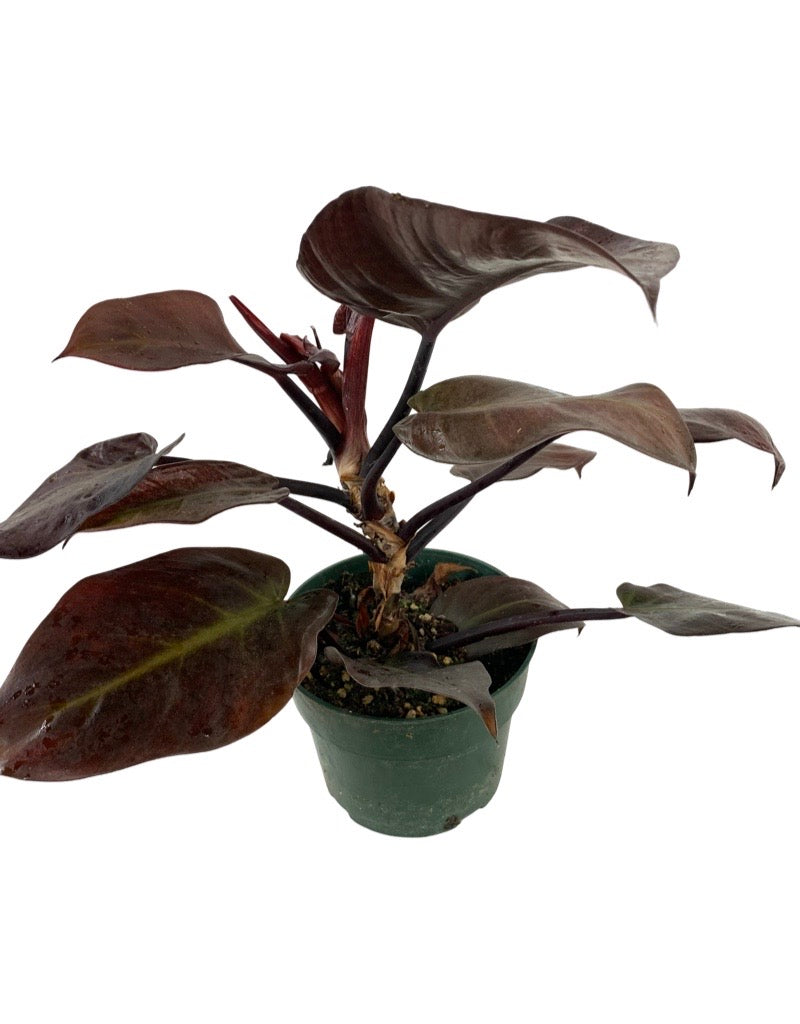 Philodendron 'McColley's Finale' 6 inch