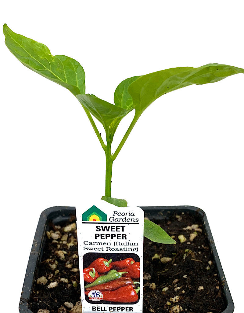 Pepper 'Italian Sweet Roasting'  4 inch