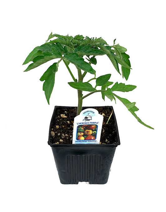 Tomato 'Cherokee Purple'  4 inch