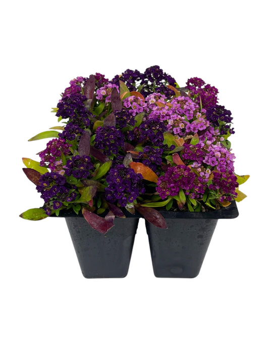 Alyssum 'Easter Bonnet Mix' Jumbo Traypack