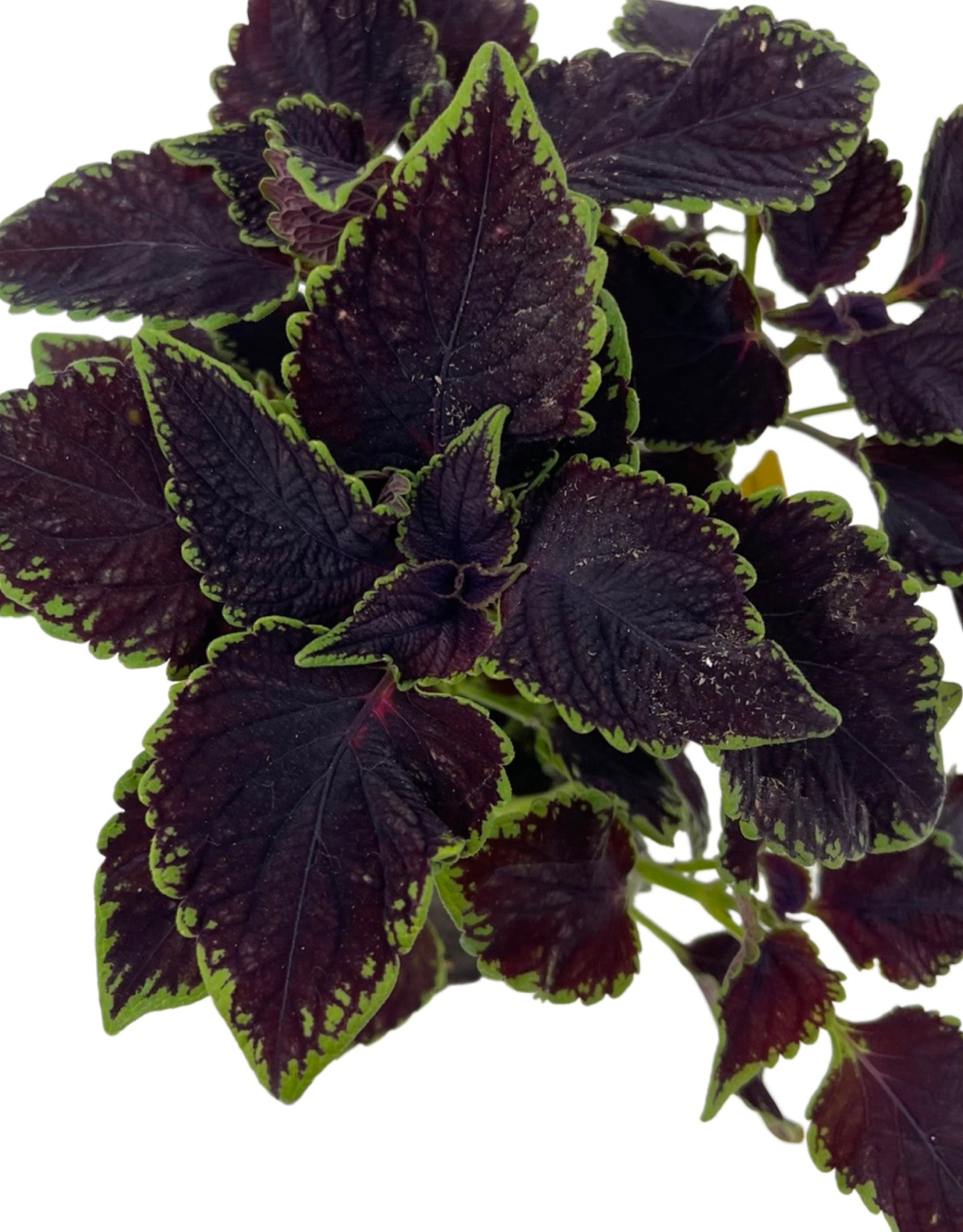 Coleus 'Abbey Road' 4 Inch