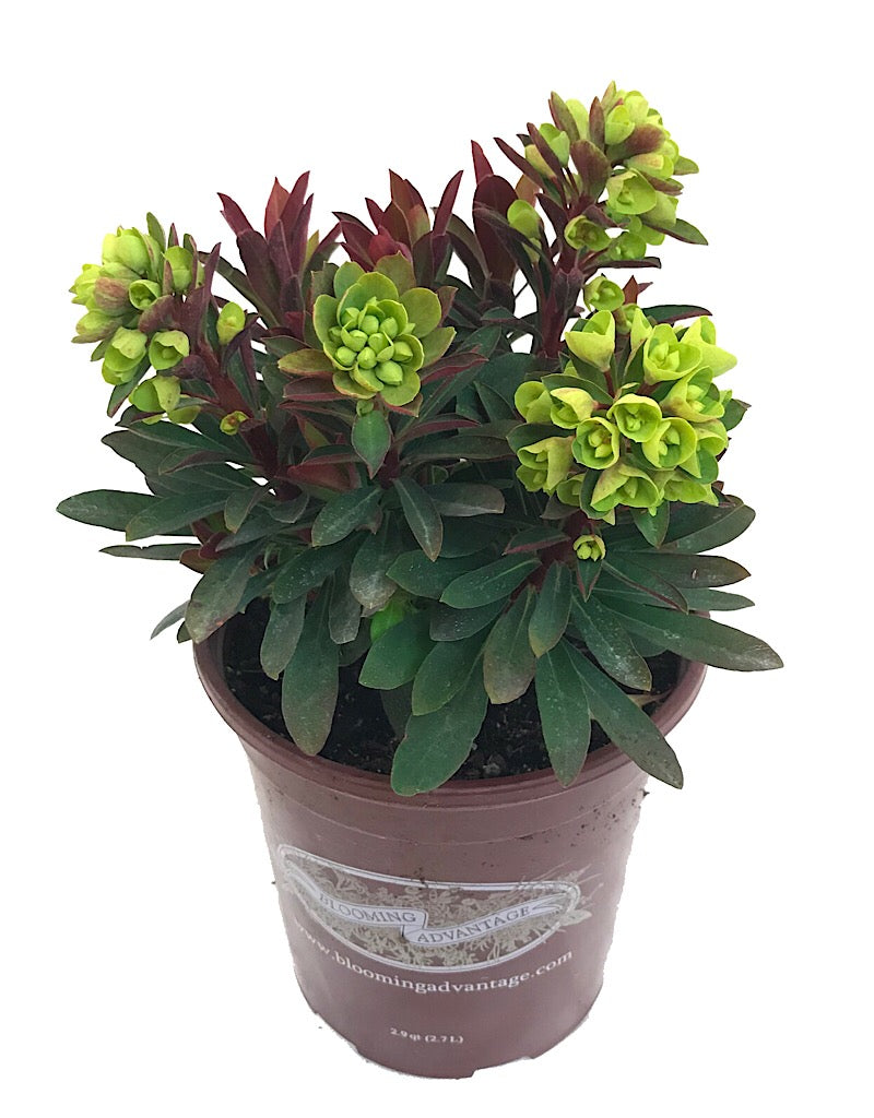 Euphorbia x martinii 'Redwing'