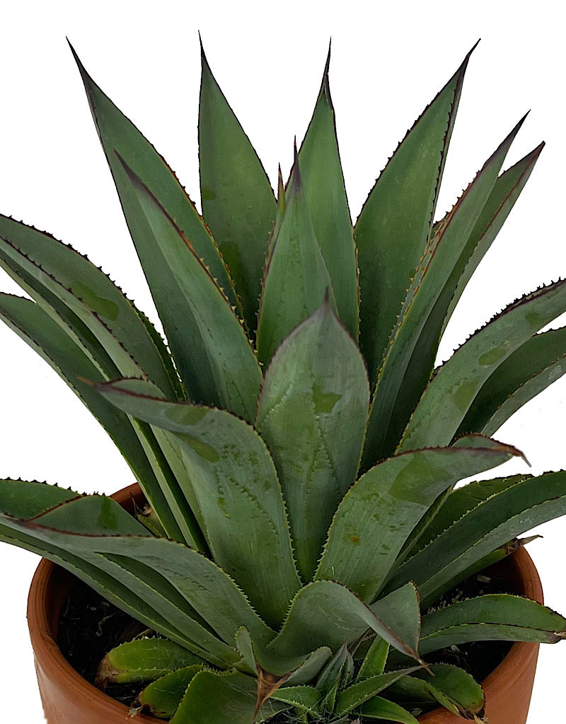 Agave ocahui x attenuata 'Fountain Surprise' 1 Gallon