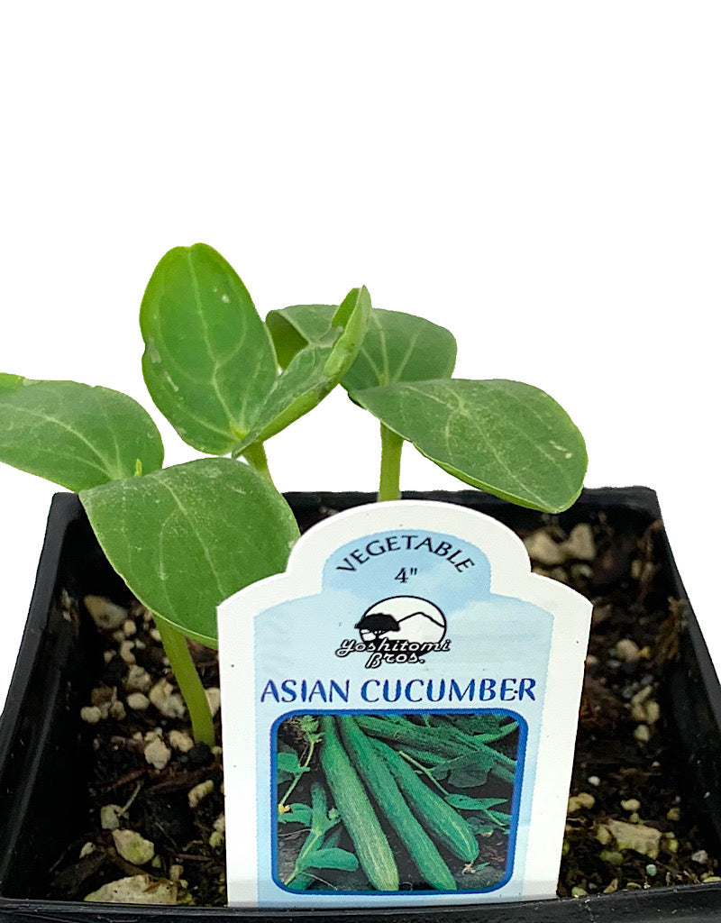 Cucumber 'Asian' 4 inch