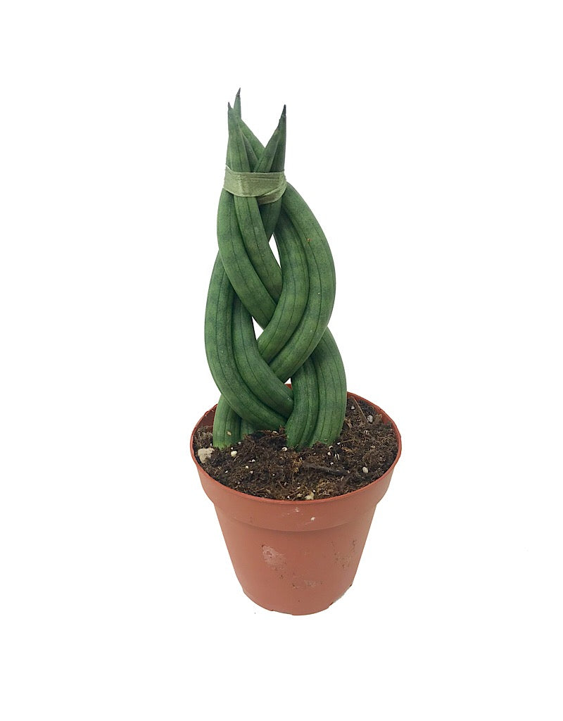 Sansevieria cylindrica 'Braid'  4 inch