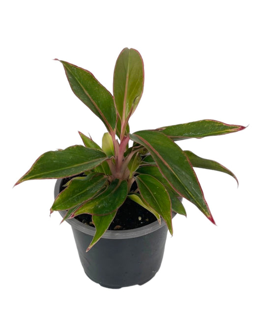 Aglaonema 'Siam Aurora' Quart