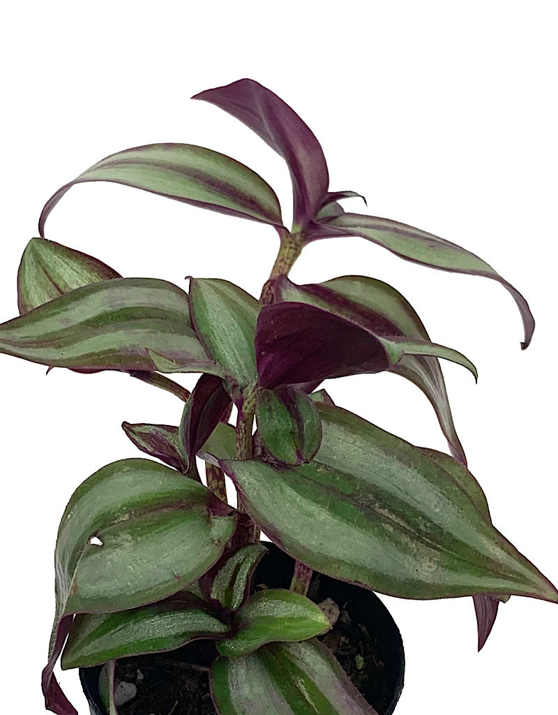 Tradescantia zebrina 'Red' 2 Inch