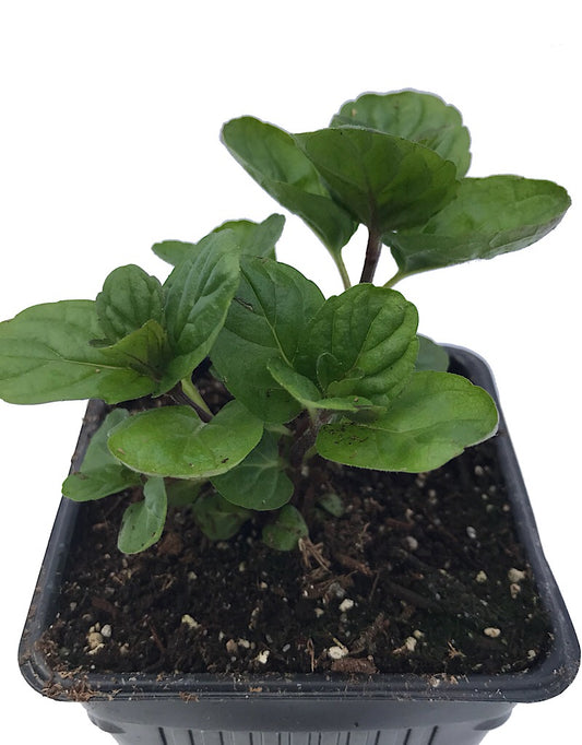 Mint 'Spearmint' 4 Inch