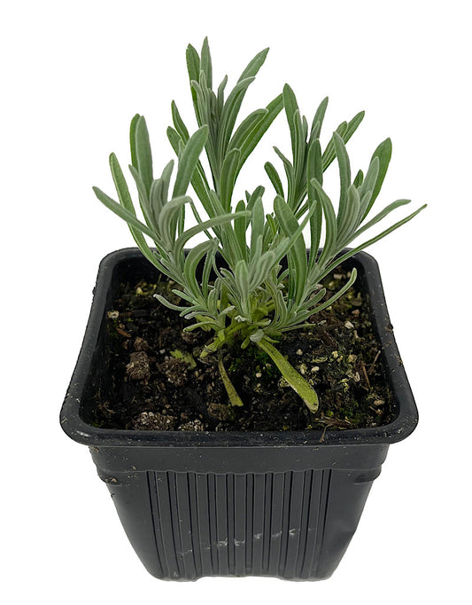 Lavandula stoechas 'Anouk Silver' 4 Inch