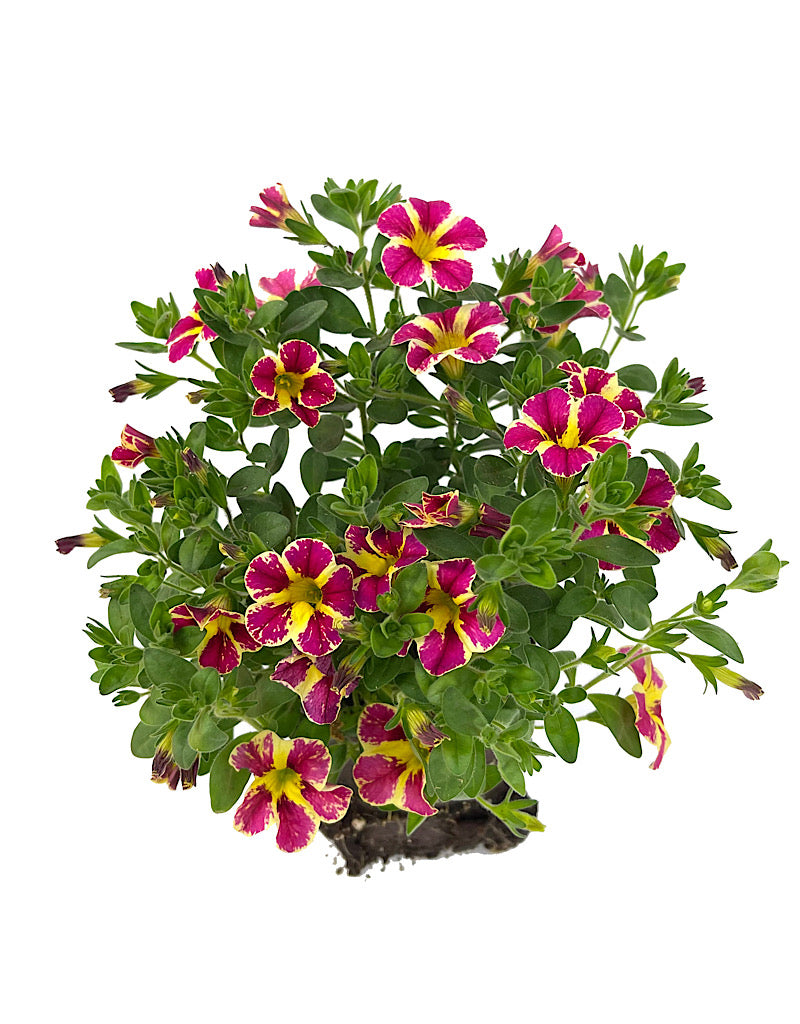 Calibrachoa 'Holy Moly' 4 Inch