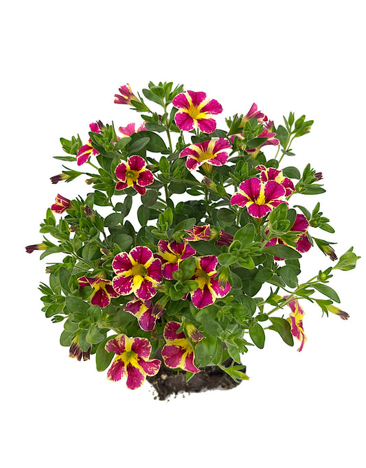 Calibrachoa 'Holy Moly' 4 Inch