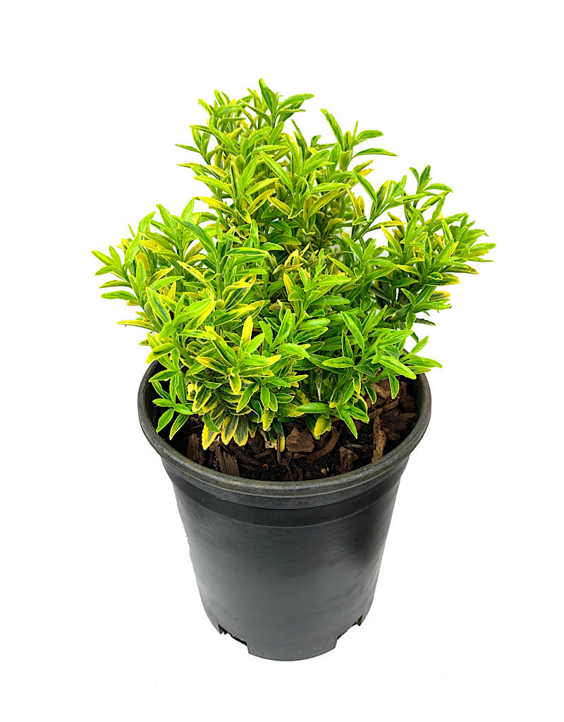 Euonymus 'Sunny Delight' 1 Gallon