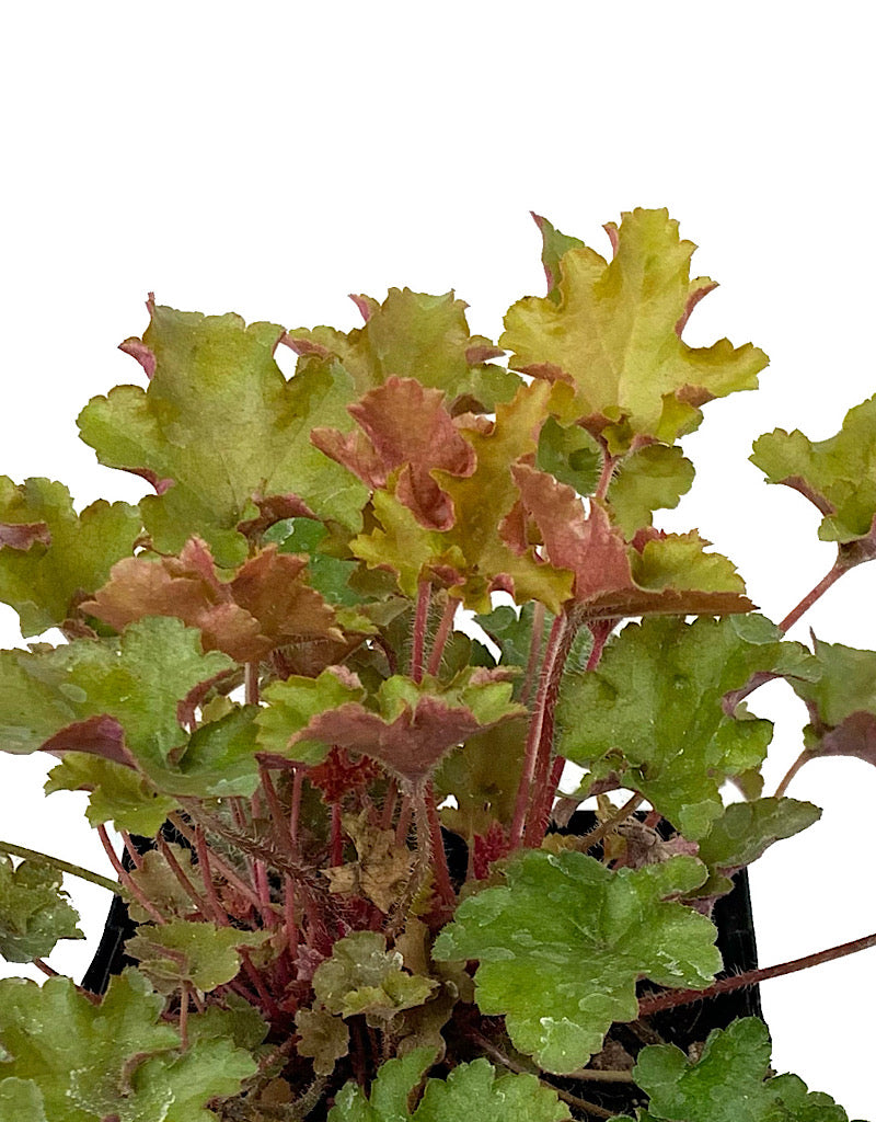 Heuchera 'September Morn' Quart