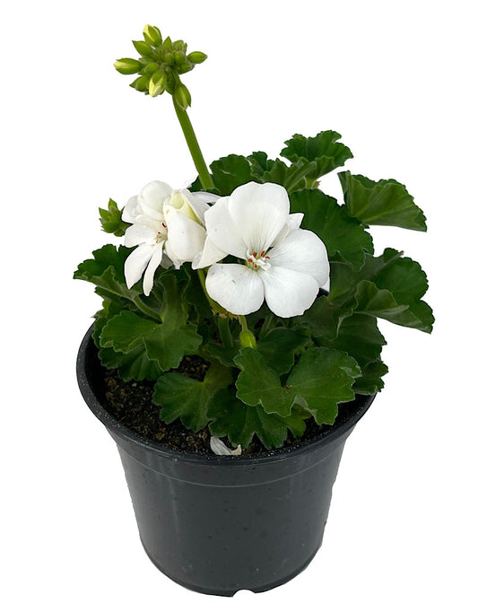 Geranium Zonal 'Presto White'