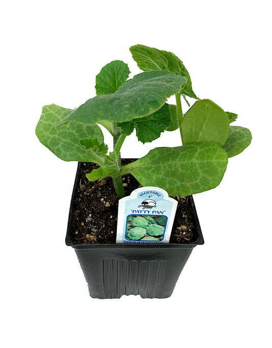 Squash 'Patty Pan'  4 inch