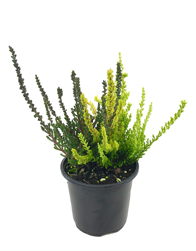 Calluna v. 'Zentastic'  4 inch