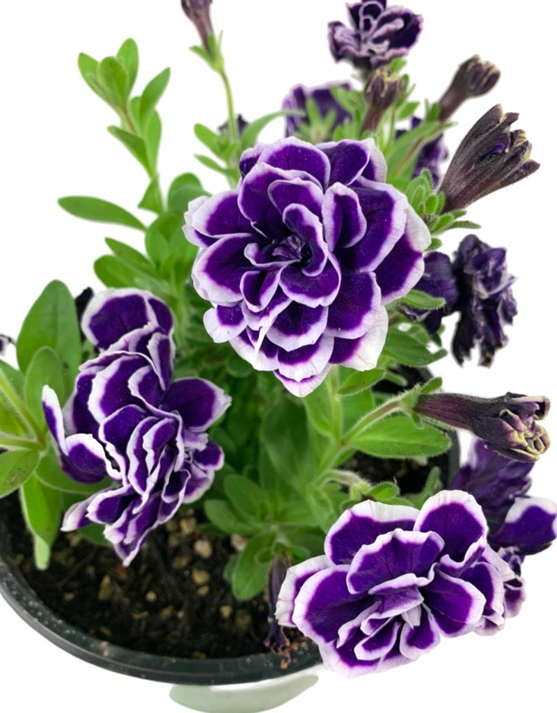 Petunia 'Frosted Sapphire' 6 Inch