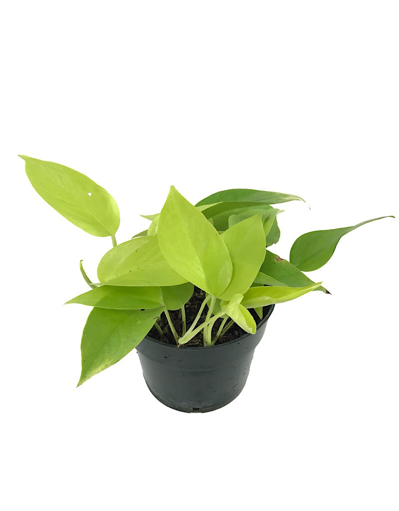 Pothos 'Neon'  6 Inch