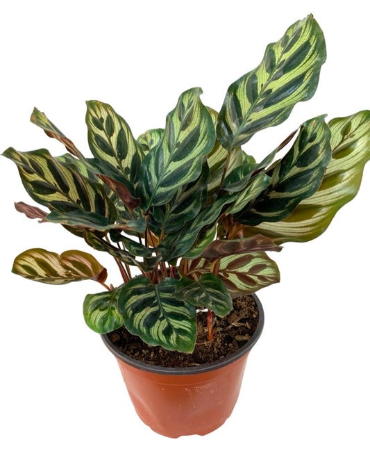 Calathea makoyana 6 Inch