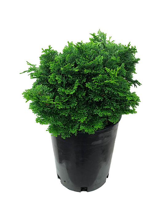 Chamaecyparis obtusa 'Dainty Doll' 1 Gallon