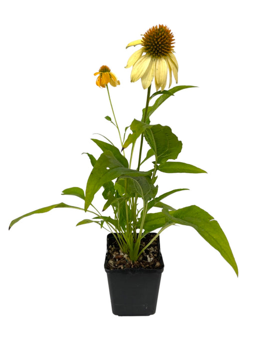 Echinacea 'Sombrero Granada Gold' 1 gallon